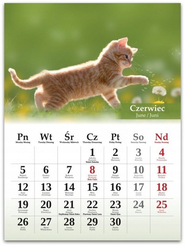 Kalendarz B4 Koty /Artsezon