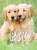 Kalendarz B4 Psy /Artsezon