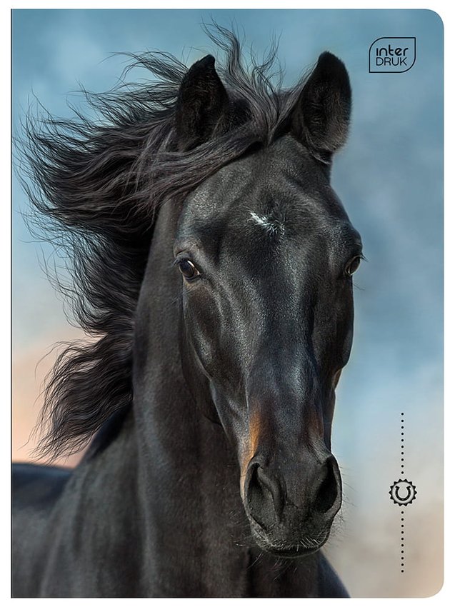 Zeszyt A5 16 3linia Kolorowa 70g UV Wild Horses / Interdruk